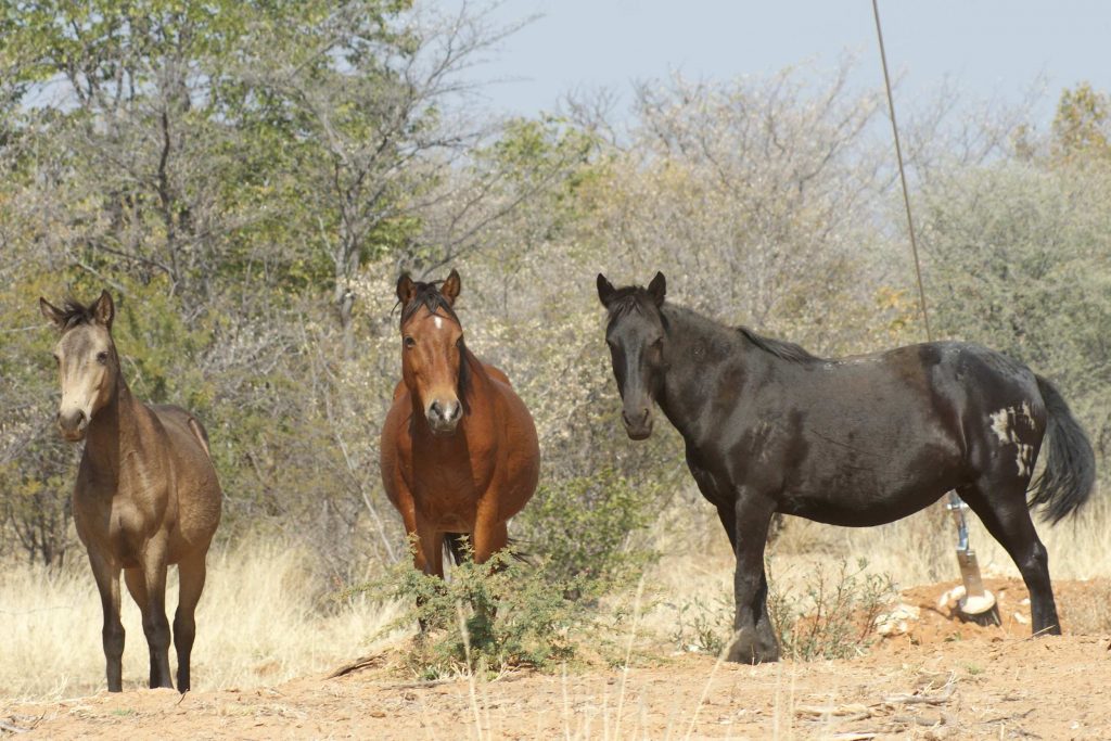 wild horses at site in Namibia