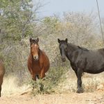 wild horses at site in Namibia